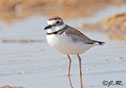 Charadrius wilsonia